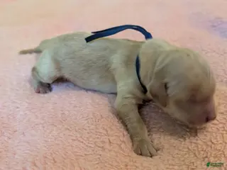 Golden Retriever dogs Golden Retriever (Blue Collar) - Ad 4