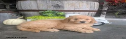 Goldendoodle dogs for sale: Amber - Ad 1