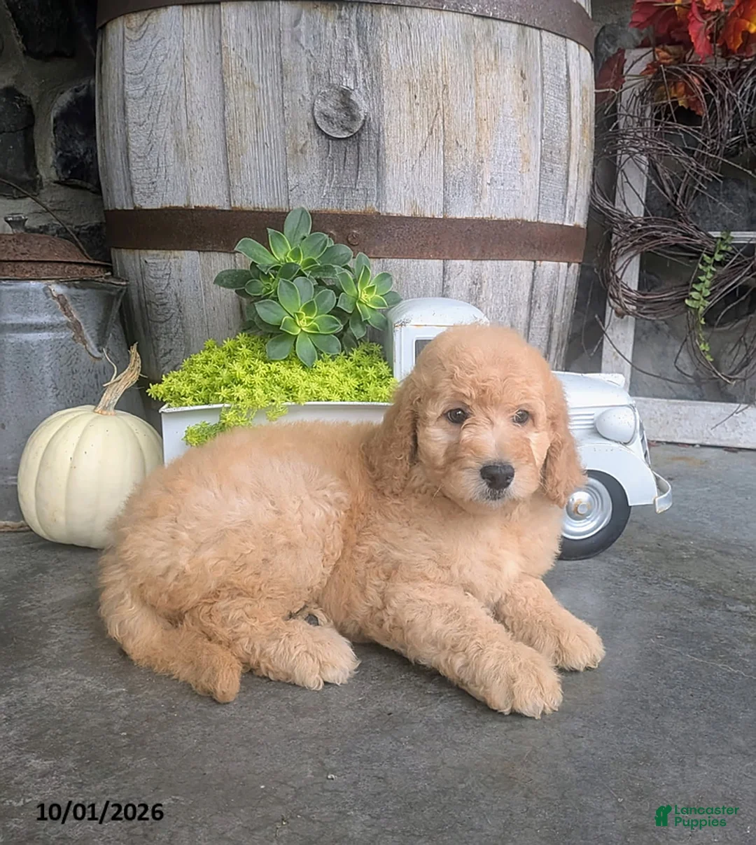 Goldendoodle dogs for sale: Amber - Ad 1