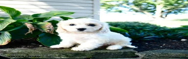 Lulu