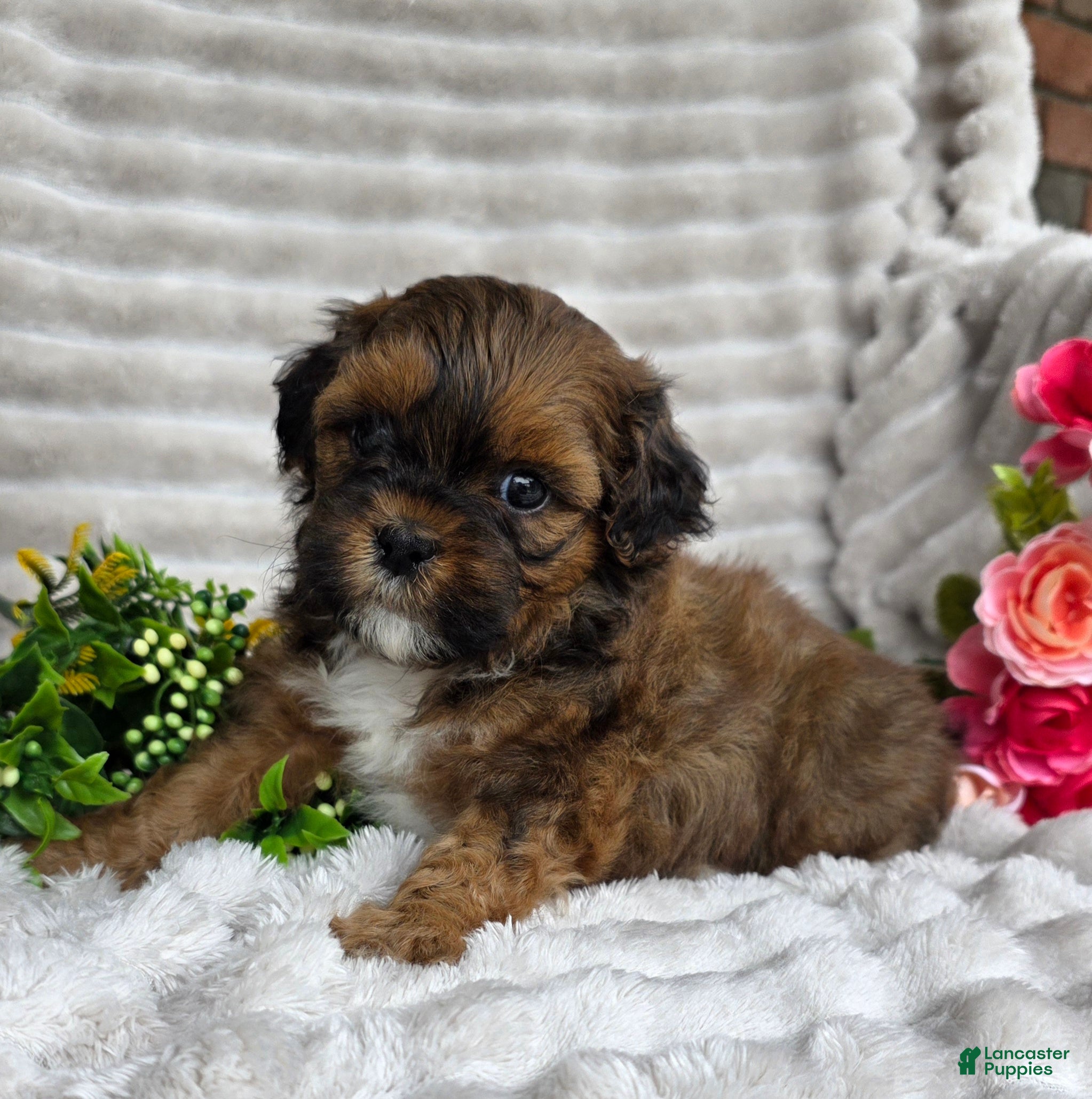 Shihpoo dogs Cuddles - Ad 2