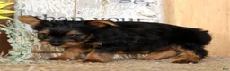 Morkie dogs for sale: Ozzy - Ad 7