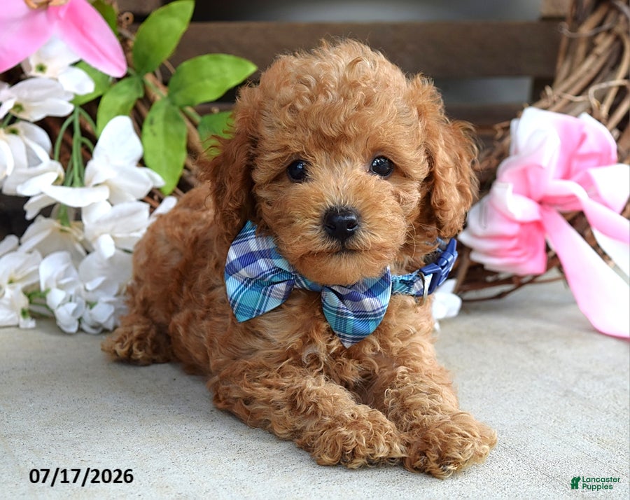 Cavapoo dogs Mickey - Ad 2