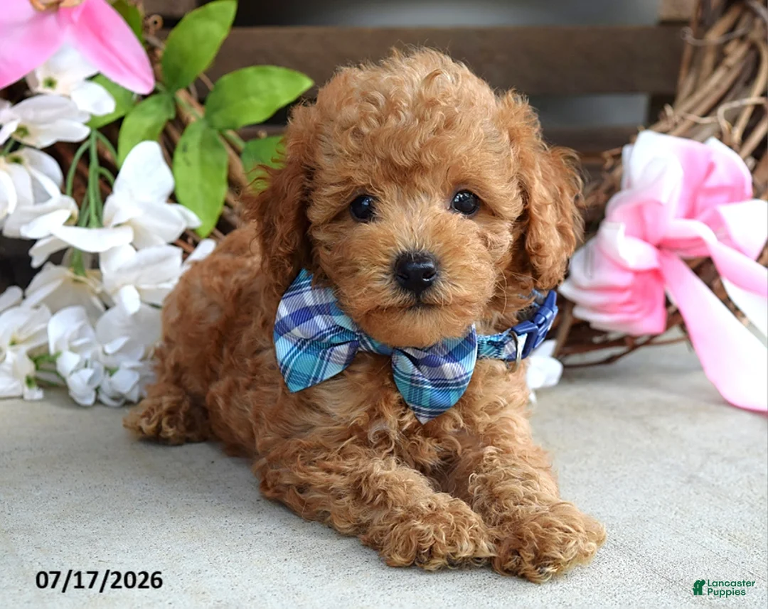 Cavapoo dogs for sale: Mickey - Ad 2
