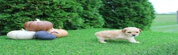 Toy Poodle dogs for sale: AKC Ellie(tiny) - Ad 3