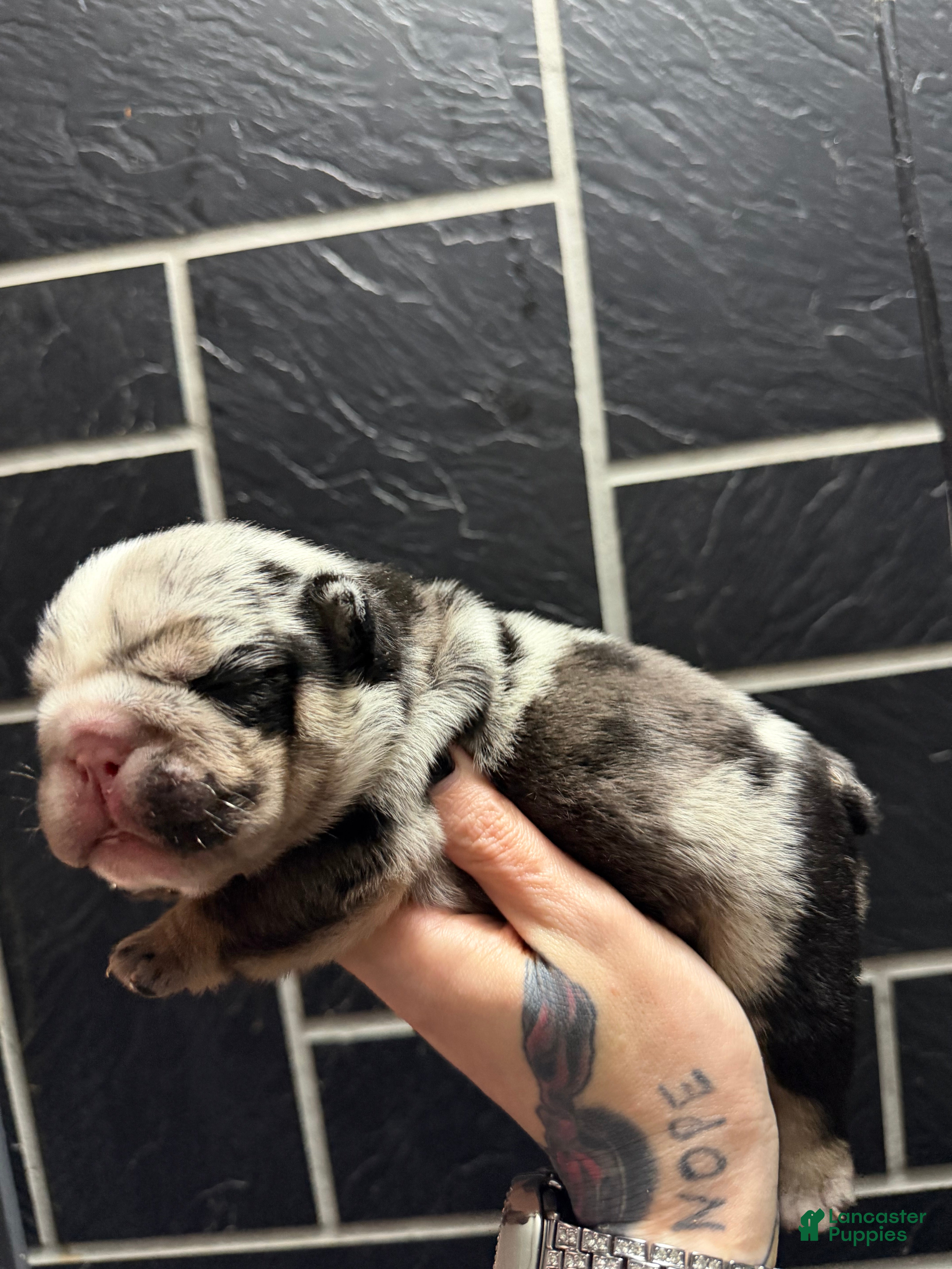 English Bulldog dogs Black tri Merle male  - Ad 40