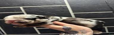 Black tri Merle male 