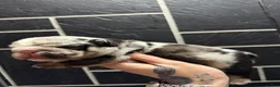 English Bulldog dogs for sale: Black tri Merle male  - Ad 1