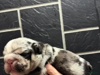 English Bulldog dogs Black tri Merle male - Ad 40