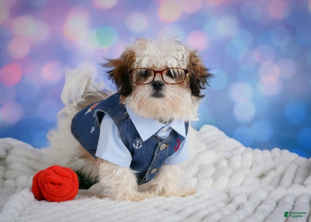 Malshi dogs Theo - Ad 1