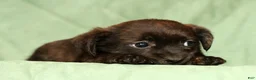 Shorkie dogs for sale: Shawn - Ad 4