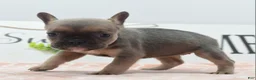 Mixed Breed dogs for sale: Nova blue  - Ad 8