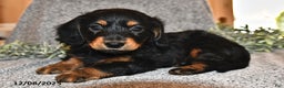 Miniature Dachshund dogs for sale: King - Ad 3