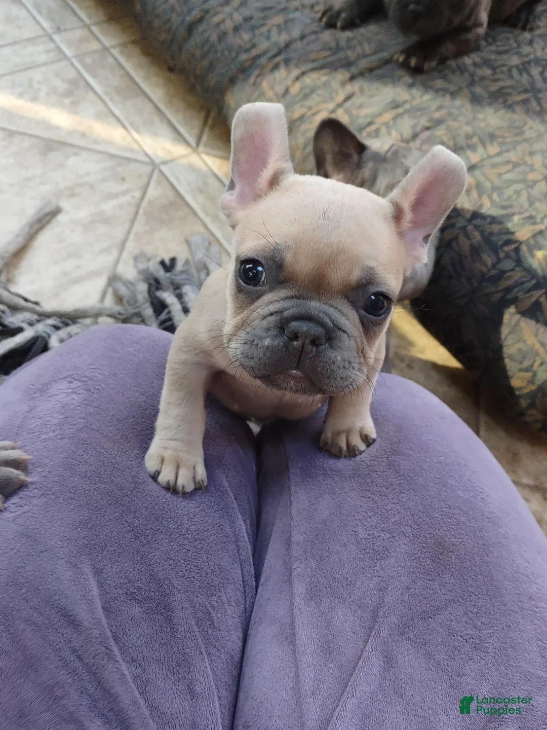 French Bulldog dogs for sale: French Bulldog Puppy 1 - Ad 1