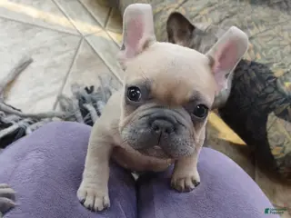 French Bulldog dogs French Bulldog Puppy 1 - Ad 32