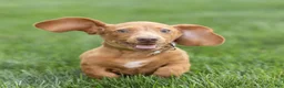Miniature Dachshund dogs for sale: Mylan Miniature Dachshund  - Ad 4