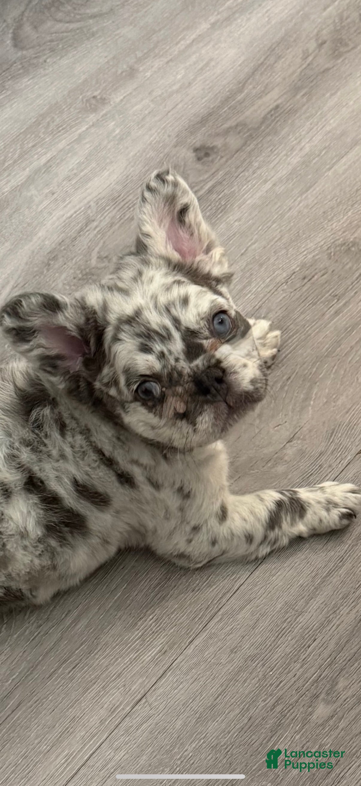 French Bulldog dogs Chanel - Ad 25