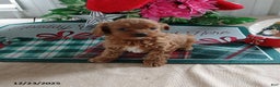 Cavapoo dogs for sale: Carter - Ad 1