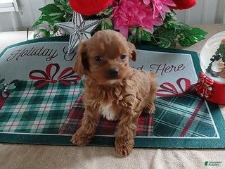 Cavapoo dogs Carter - Ad 33