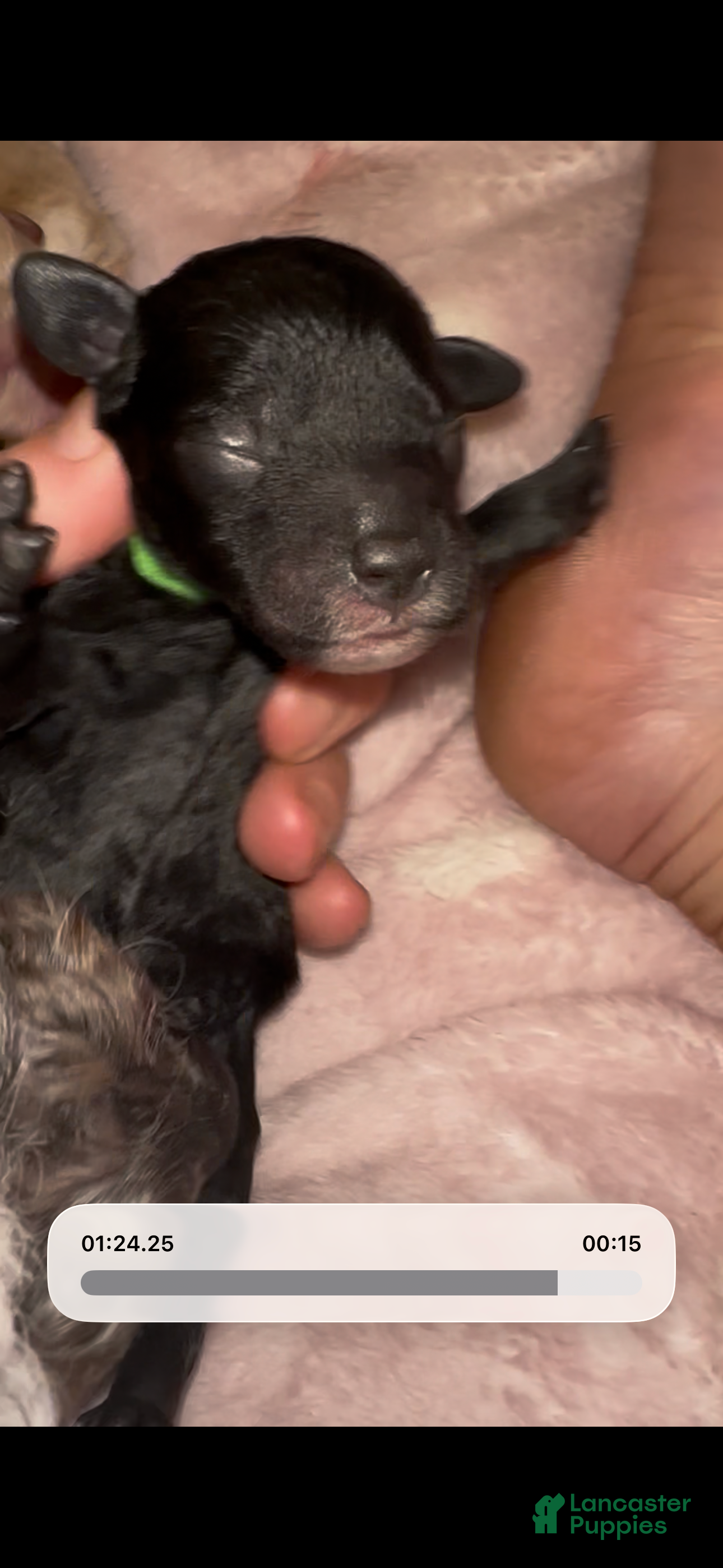 Toy Poodle dogs Toy Poodle 1 - Ad 42