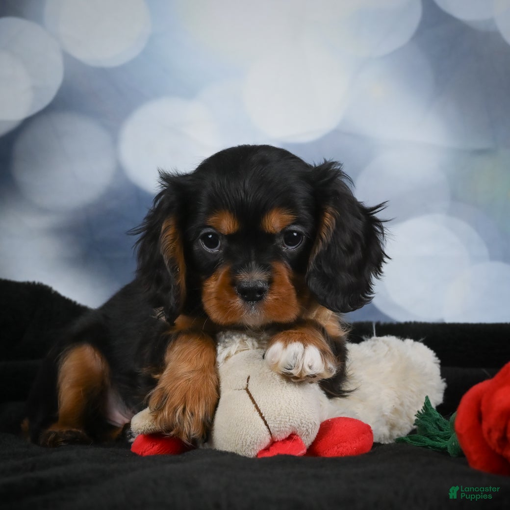 Cavalier King Charles Spaniel dogs Clyde - Ad 2