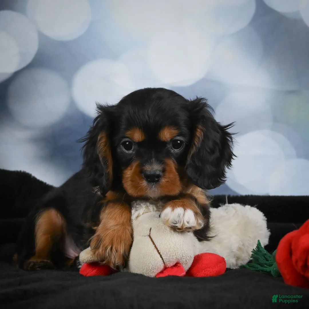 Cavalier King Charles Spaniel dogs for sale: Clyde - Ad 2