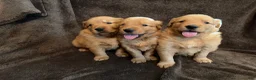 Golden Retriever dogs for sale: Golden Retriever 2 - Ad 3