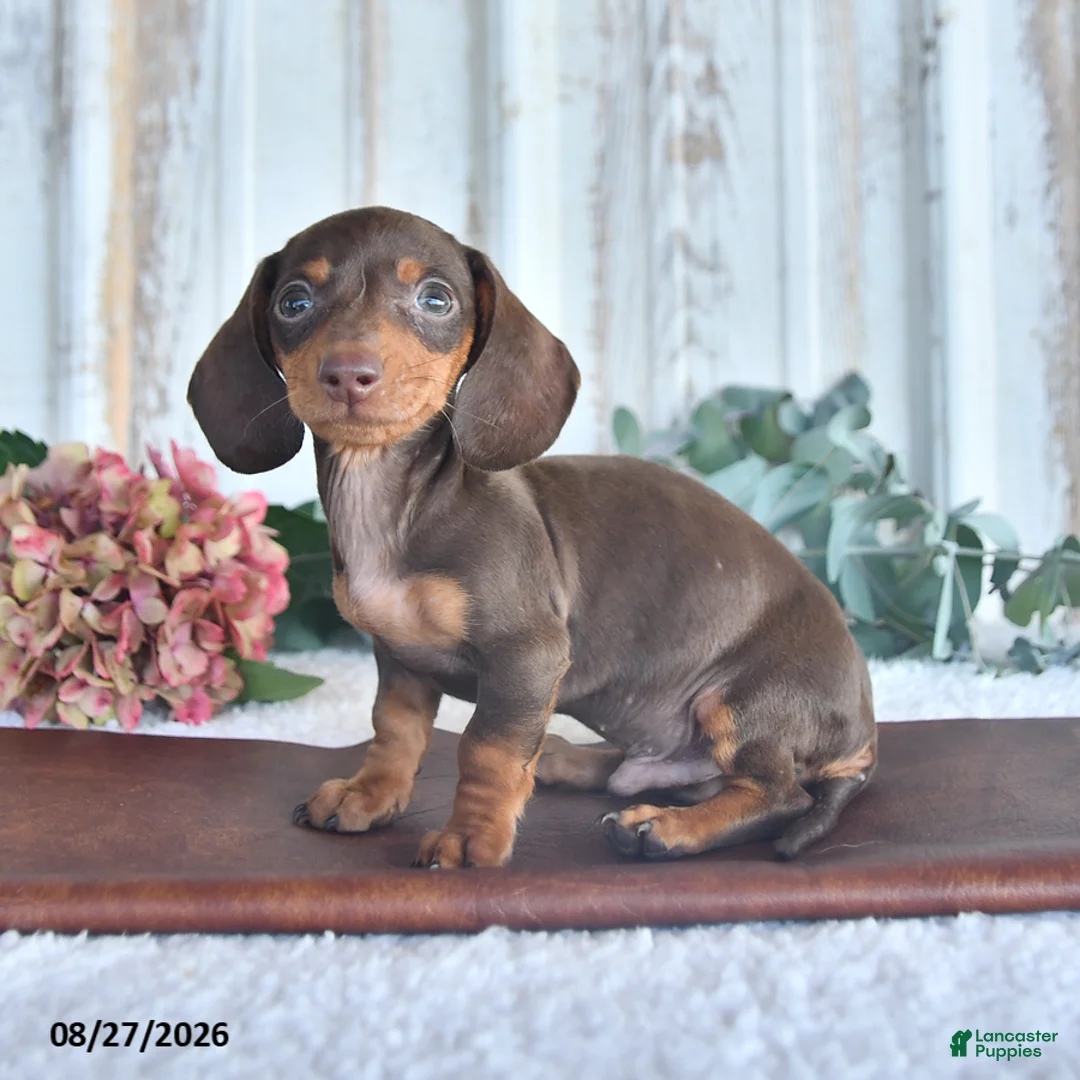 Miniature Dachshund dogs for sale: Cedar - Ad 3