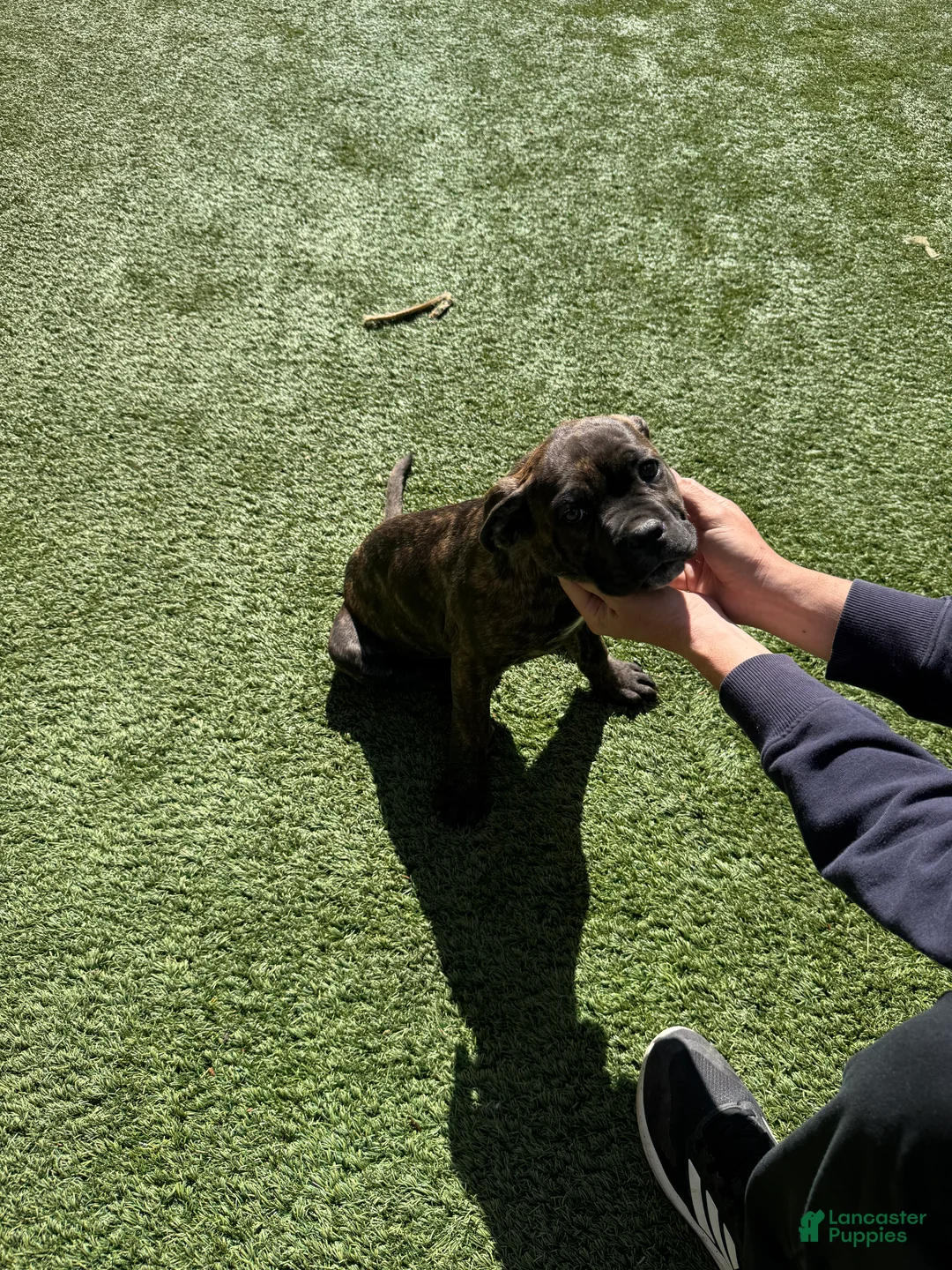 Cane Corso dogs for sale: Cane Corso Puppy 1 - Ad 5