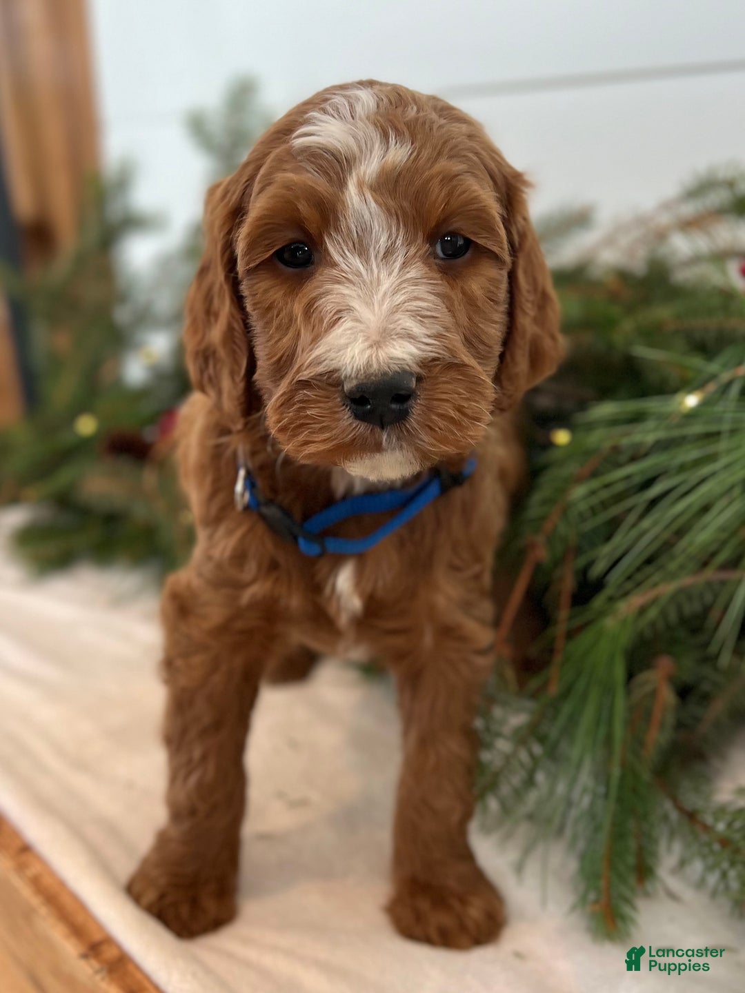 Irish Doodle dogs for sale: Theodore  - Ad 15