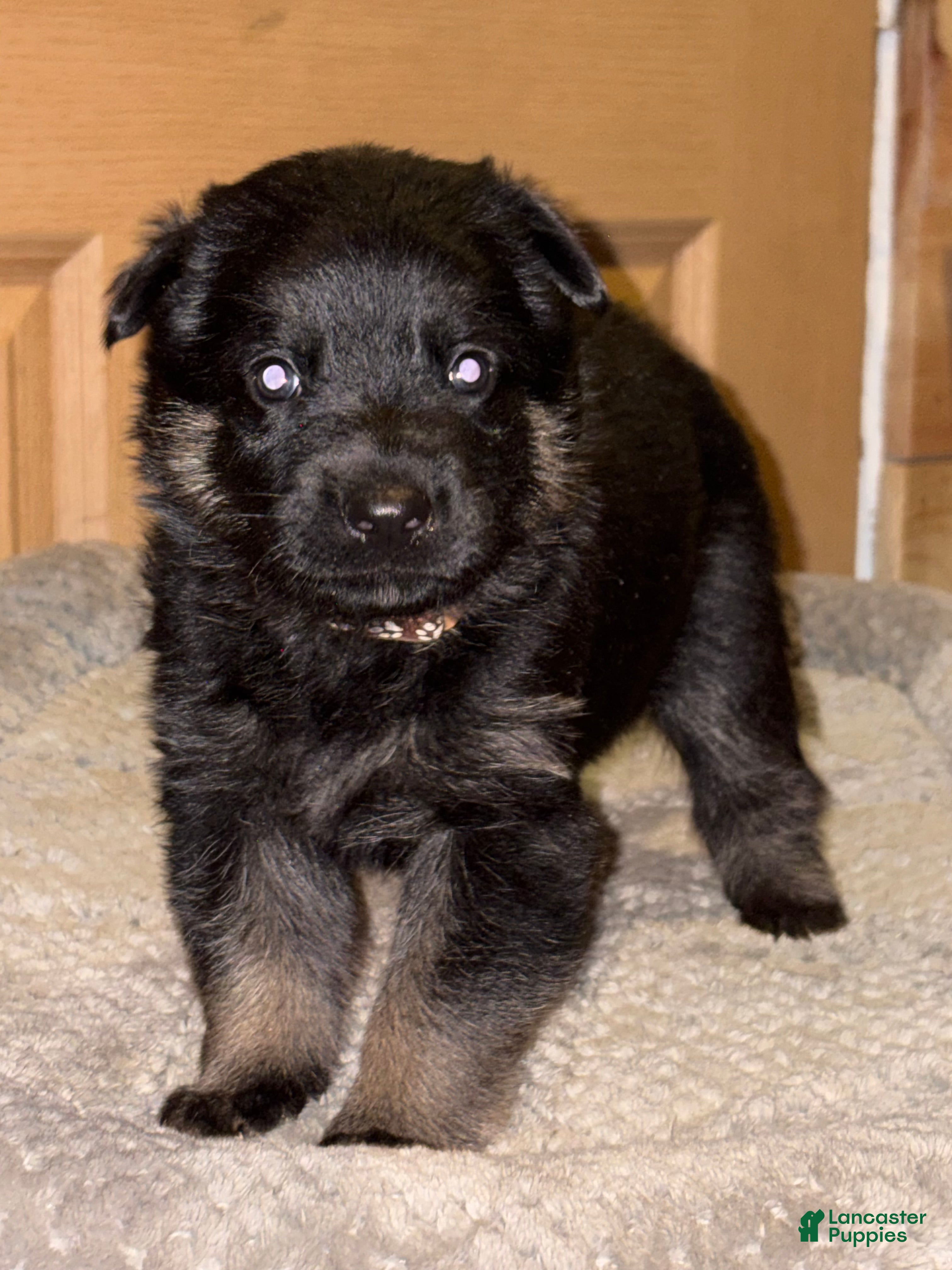 German Shepherd dogs Brown Collar Male 12-30 - Ad 13