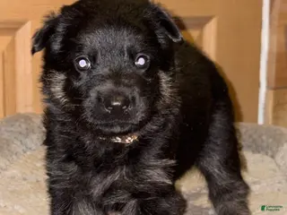 German Shepherd dogs Brown Collar Male 12-30 - Ad 13