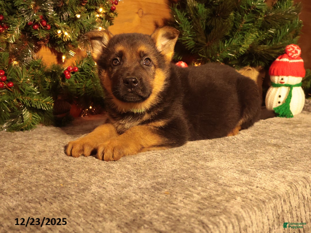 German Shepherd dogs for sale: Mistletoe - Ad 3
