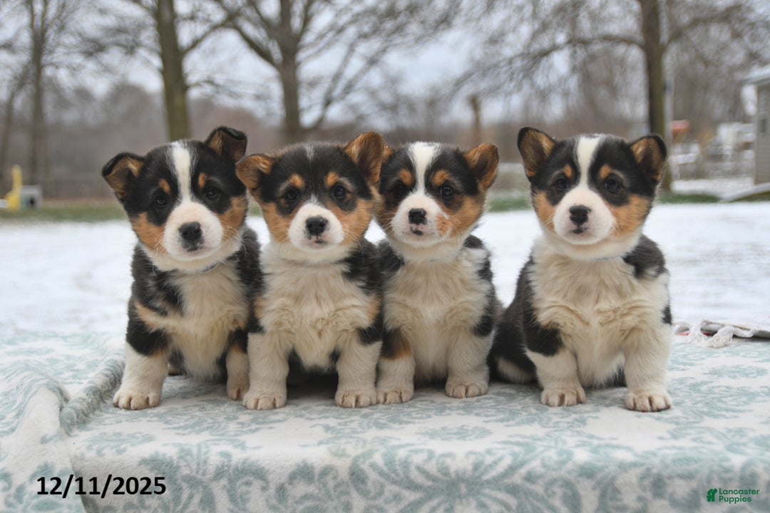 Welsh Corgi Pembroke dogs for sale: Callie - Ad 5