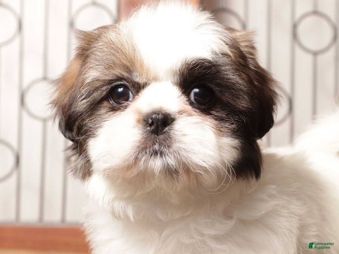 Shih Tzu dogs for sale: Pebbles Female Shih Tzu - Ad 2