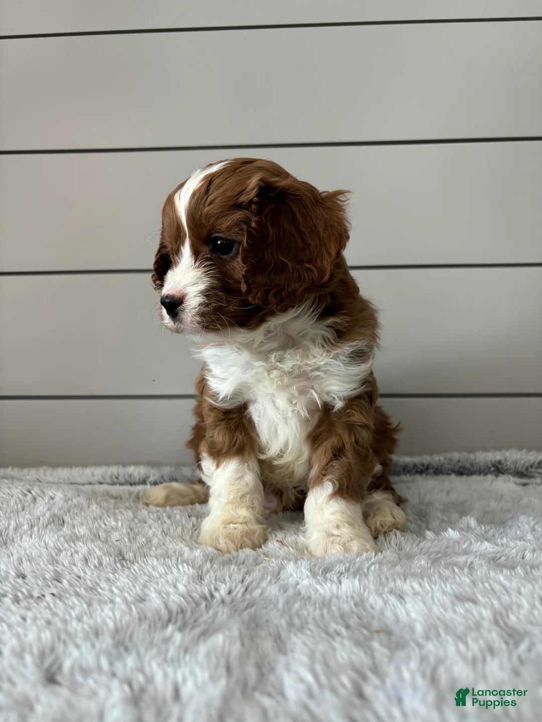 Cavapoo dogs for sale: Teddy - Ad 5