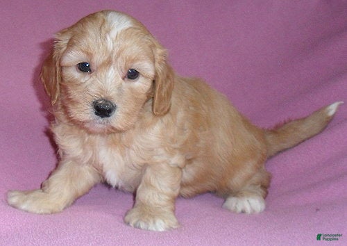 Shihpoo dogs Punkin - Ad 2