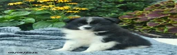 Pomeranian dogs for sale: Ranger  - Ad 4