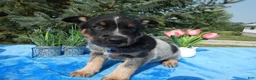 Australian Cattle Dog dogs for sale: Australian Cattle Dog 1 Trigger - Ad 1