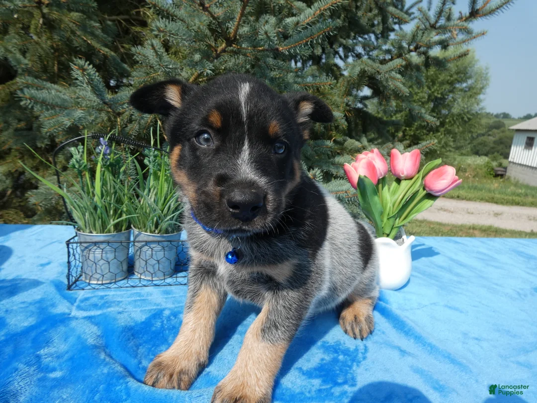 Australian Cattle Dog dogs for sale: Australian Cattle Dog 1 Trigger - Ad 1