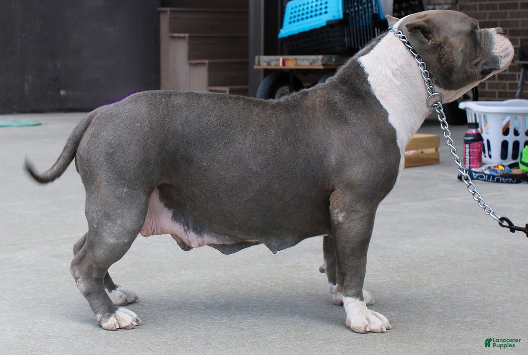 American Bully dogs for sale: Cedric - Ad 6