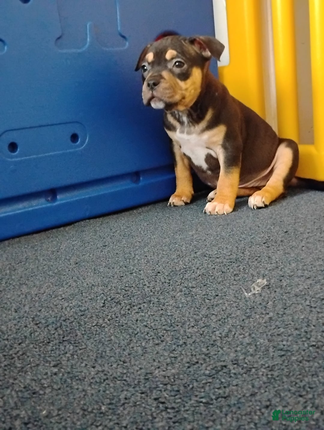 American Bully dogs for sale: Dutches - Ad 6