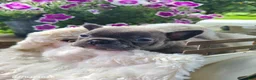 Frenchton dogs for sale: Maggie - Ad 6