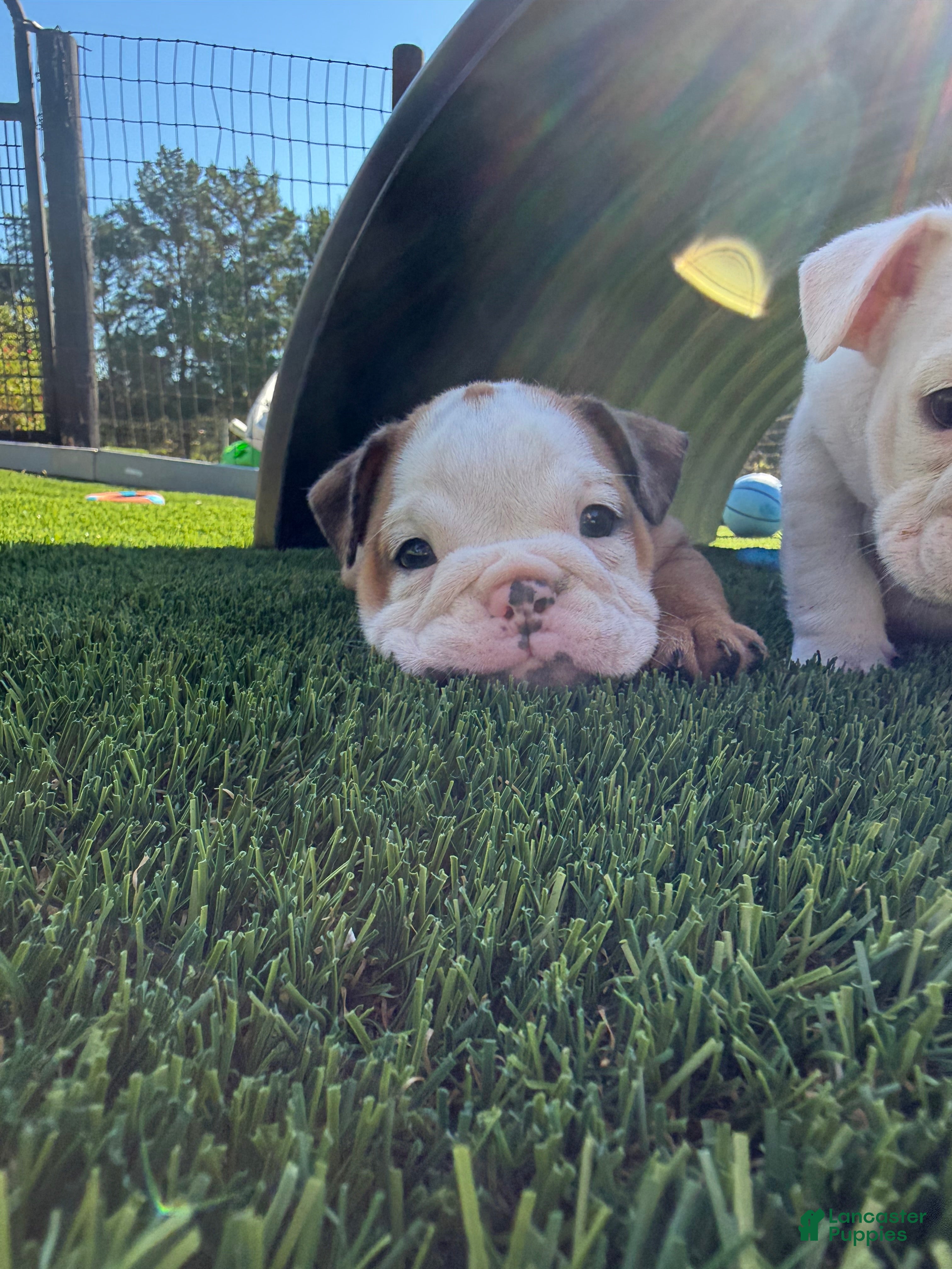 English Bulldog dogs Madam Daisy Duke of Bulldogs Inc. - Ad 2