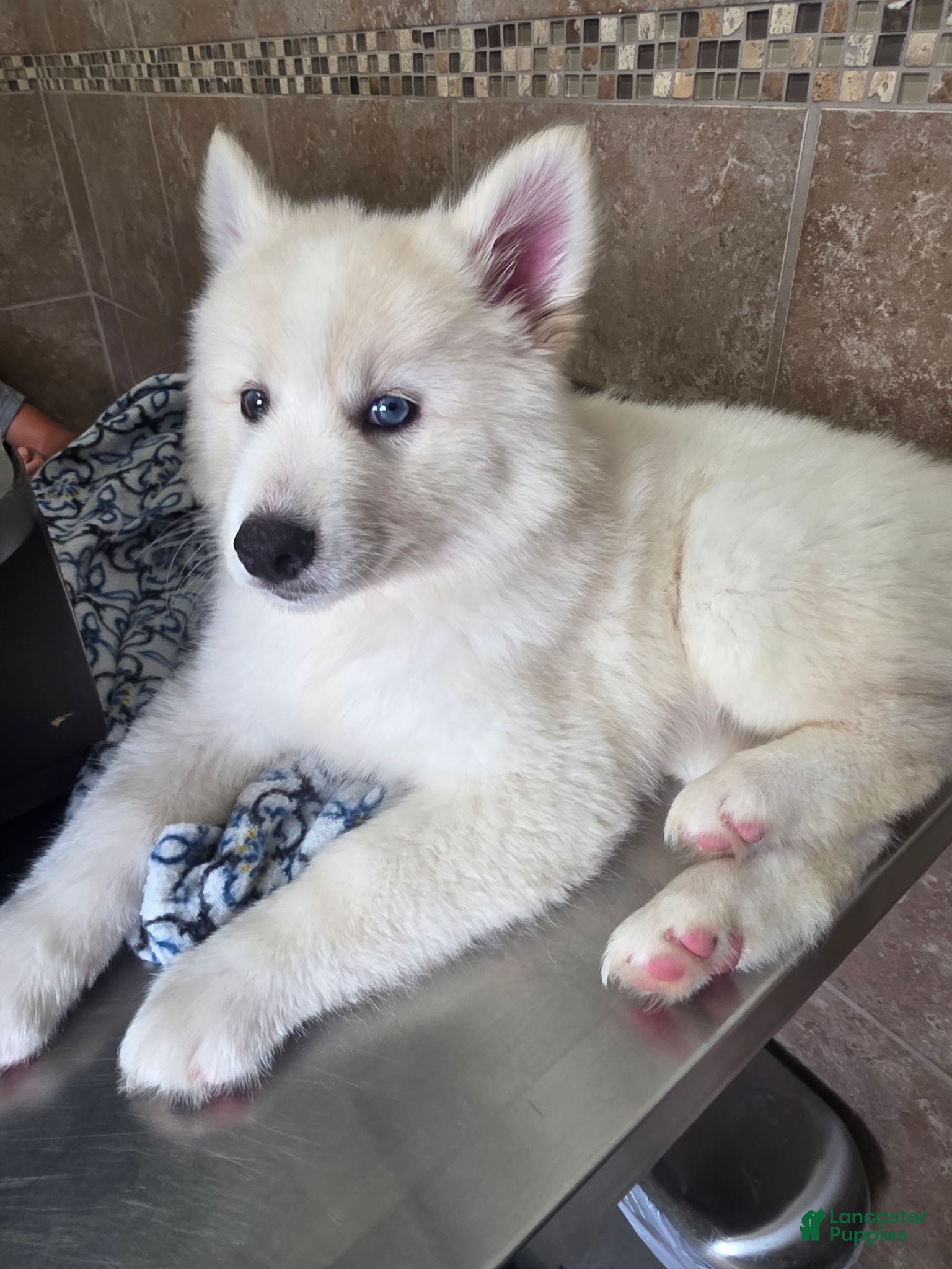 Pomsky dogs Nanook - Ad 39