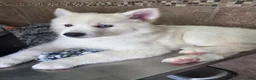 Pomsky dogs for sale: Nanook - Ad 1