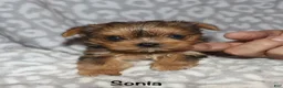 Yorkshire Terrier dogs for sale: Sonia - Ad 3
