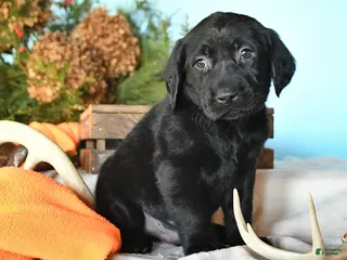 Labrador Retriever dogs Eren - Ad 37