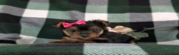 Yorkshire Terrier dogs for sale: Harmony 4.5 lbs Full Grown - Ad 11