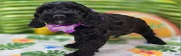 Cockapoo dogs for sale: Tinkerbell - Ad 9